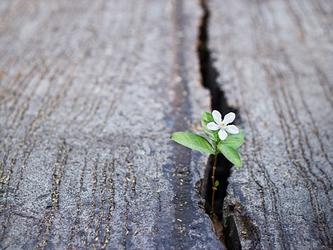 Flower growing in a crack in the street